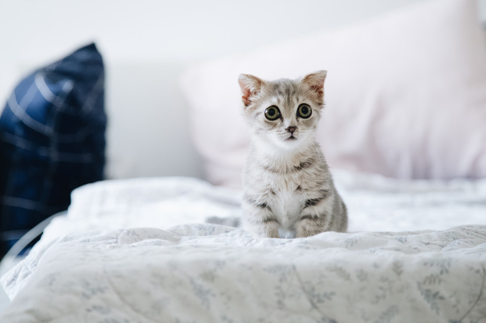 cute kitten on the bed