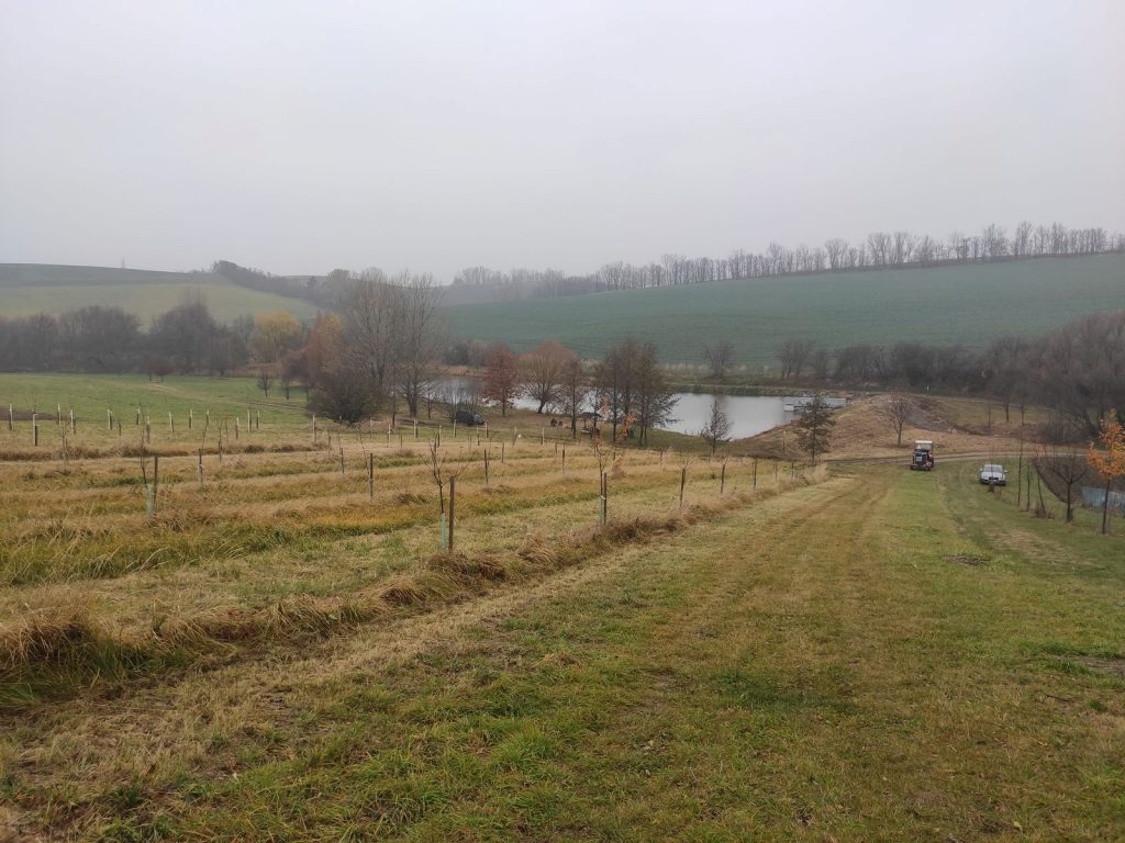 planting fruit trees